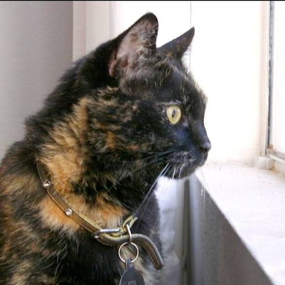 14520468_344452669232474_8740965352314220325_n